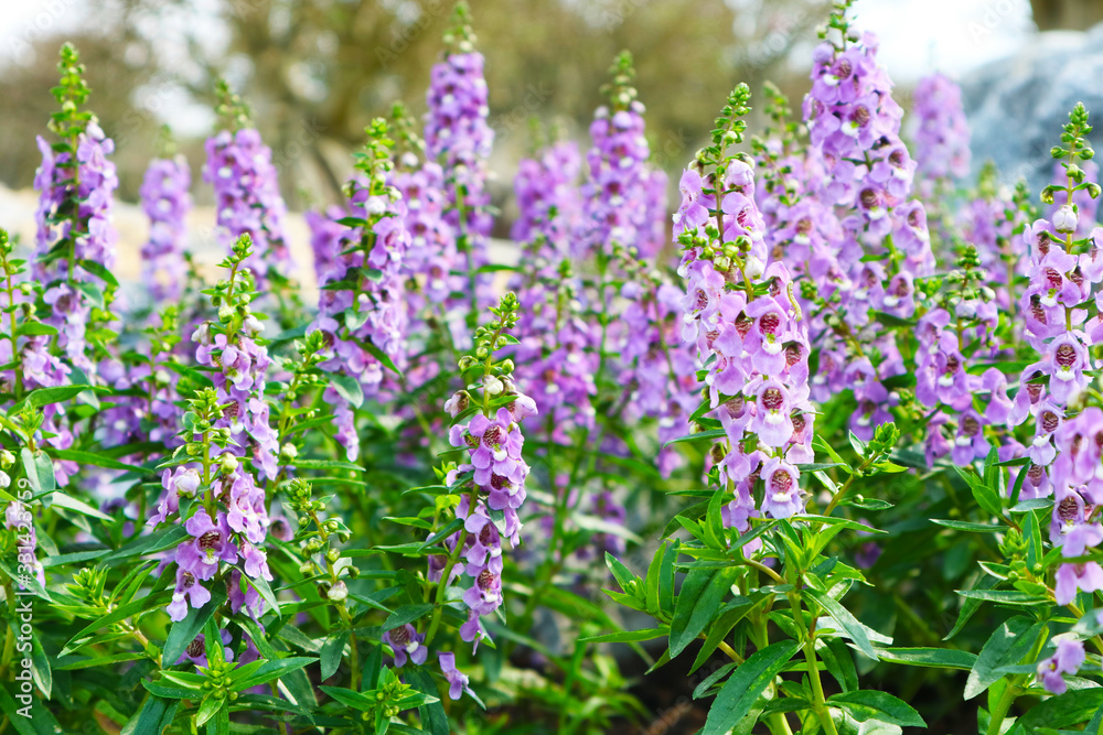 Little Turtle Flower, Angelonia is Biennial plants that can be released throughout the year