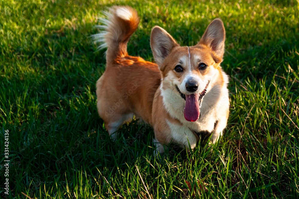 Pembroke Welsh Corgi, Welsh Corgi jumping outdoors Lifestyle Purebreed Welsh corgi play outdoor