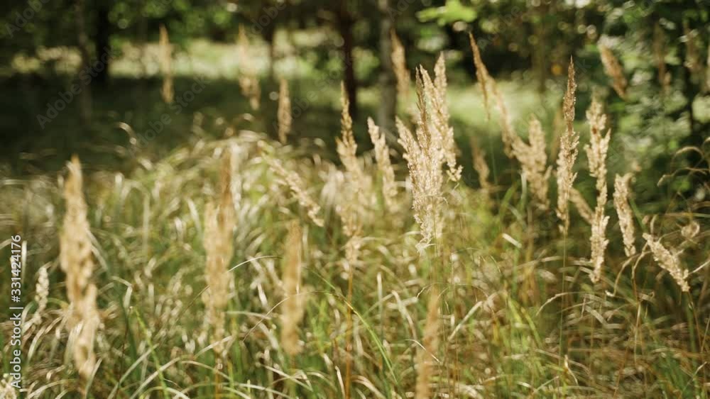 Nature: Grass and spikelets on the field. The footage can be used as a background. Nature: Grass and spikelets on the field. The footage can be used as a background.
