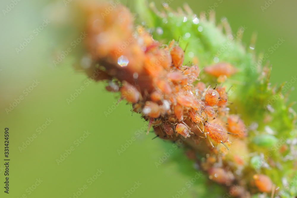 Fototapeta premium Rose with a disease several aphids are located at the branch of this rose aphids are numerous and really close depicted with a really soft green bokeh