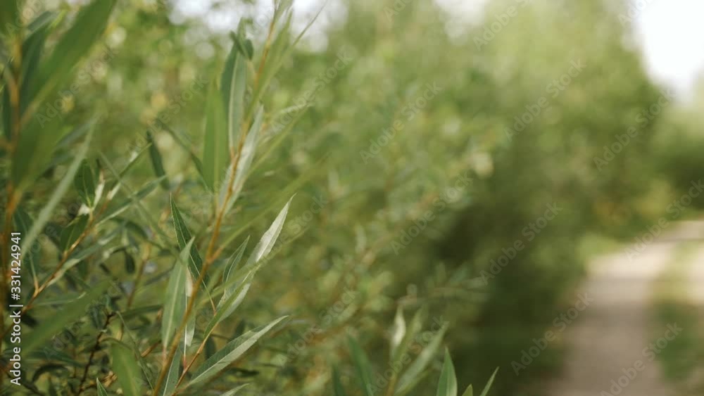 Plants and nature. Bushes of green grass next to the road. Slow motion. Can be used as background Plants and nature. Bushes of green grass next to the road. Slow motion. Can be used as background