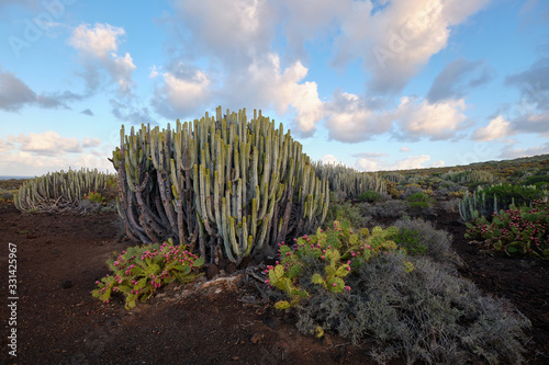 Vegetation and surroundings in Punta de Teno, Tenerife, Canary Islands, Spain