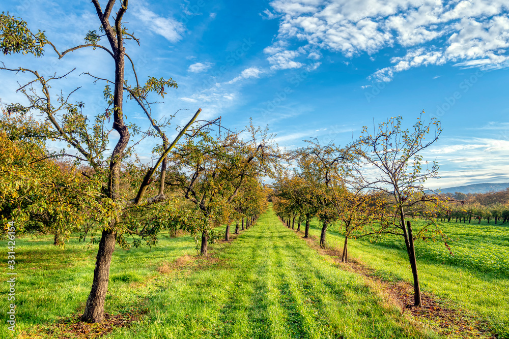 Tree orchard in autumn against blue sky