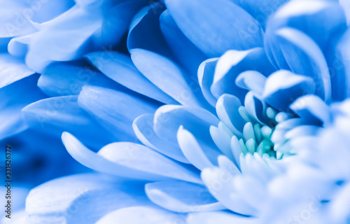 Fototapeta Naklejka Na Ścianę i Meble -  Abstract floral background, blue chrysanthemum flower. Macro flowers backdrop for holiday brand design