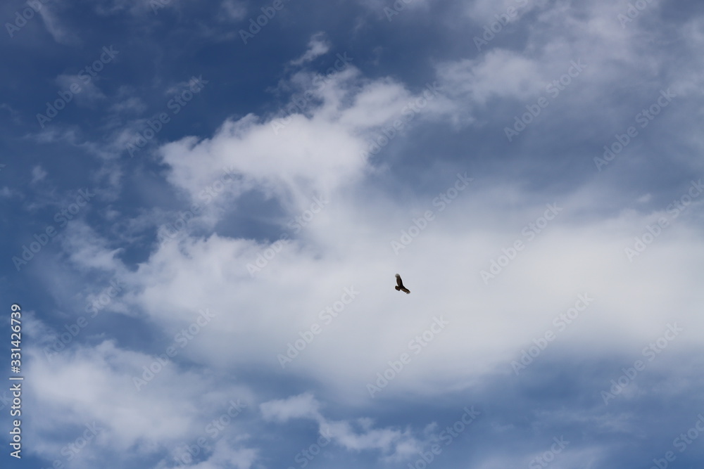 seagull flying in the blue sky seagull flying in the blue sky