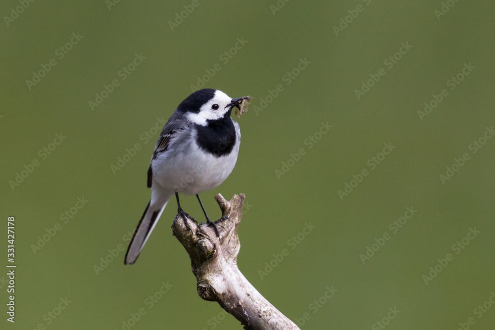Naklejka premium white wagtail (motacilla alba) with insects in beak standing on branch
