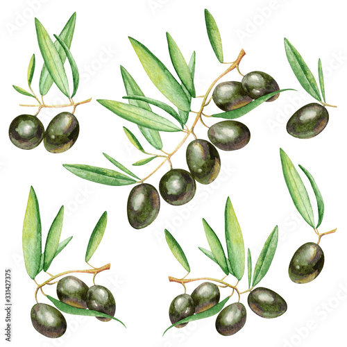 Watercolor illustration of green olive branches. Green olive trees drawing by hand. Botanical illustration on white background. Suitable for prints, design, production, labels