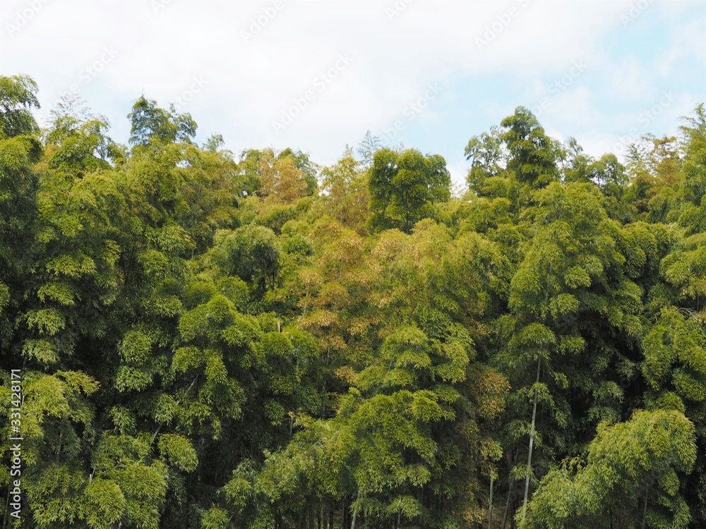 竹林 竹林