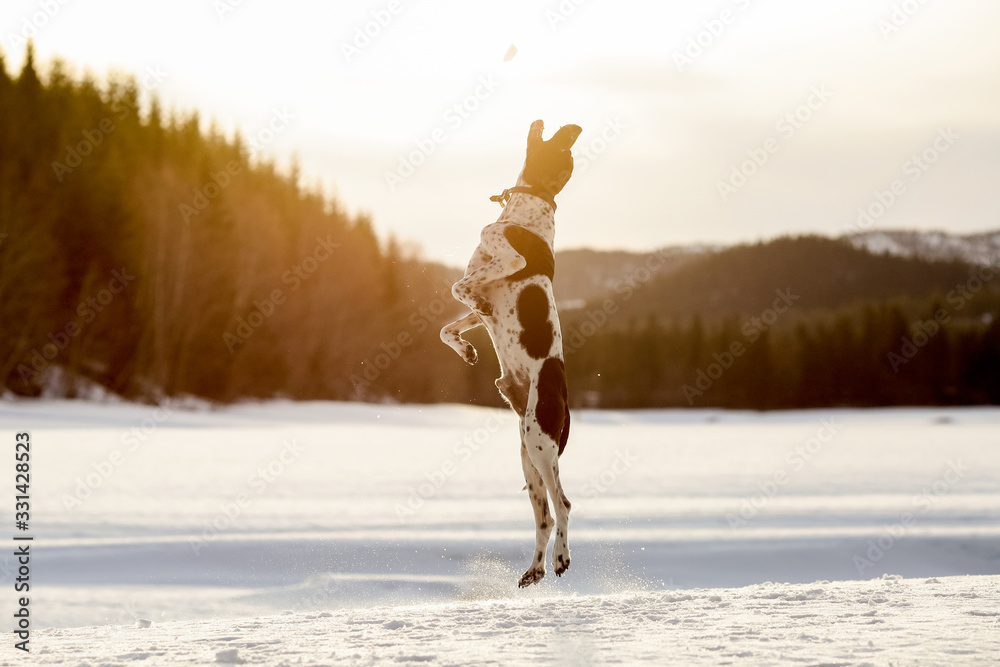 Dog english pointer Dog english pointer
