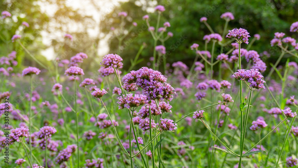 Obraz premium Field of purple petals of Vervian flower blossom on green leaves, know as Purpletop vervian or verbena, medicine herbs, plant in a Verbenaceae family and called Verbena bonariensis in botanical name