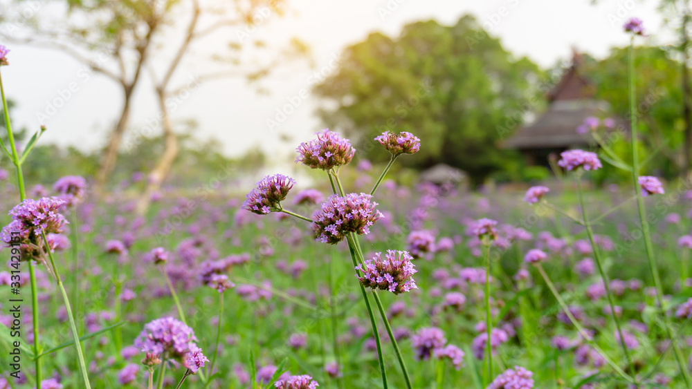 Obraz premium Field of purple petals of Vervian flower blossom on green leaves know as Purpletop vervian or verbena, medicine herbs, plant in a Verbenaceae family and called Verbena bonariensis in botanical name
