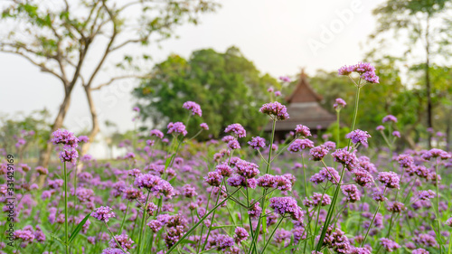 Field of purple petals of Vervian flower blossom on green leaves know as Purpletop vervian or verbena, medicine herbs, plant in a Verbenaceae family and called Verbena bonariensis in botanical name
