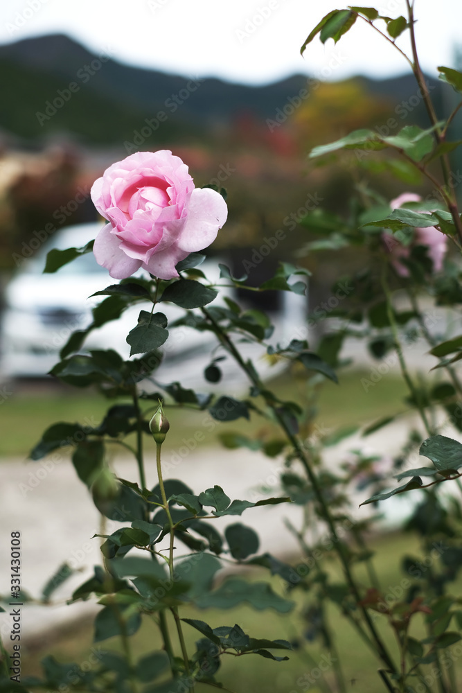 Pink rose with long stem on blur background