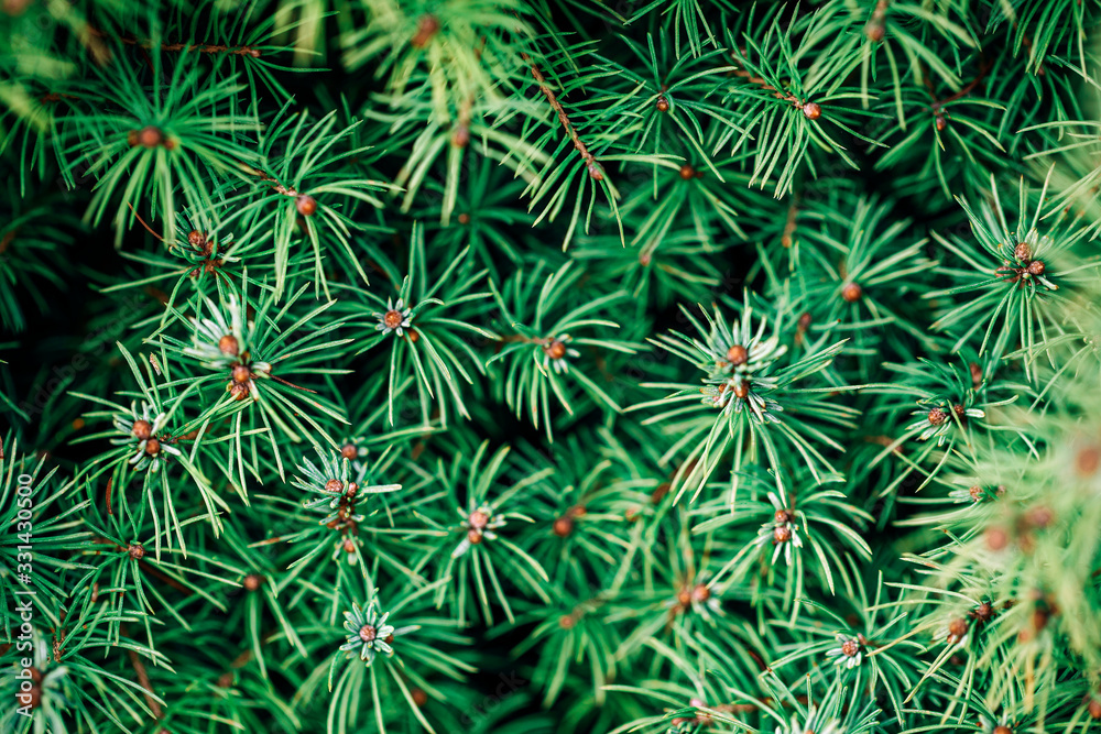Pine background Pine background
