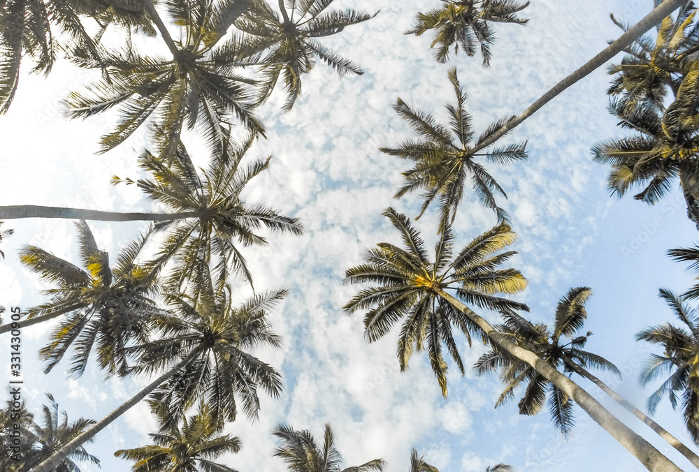 Palm trees from below Palm trees from below