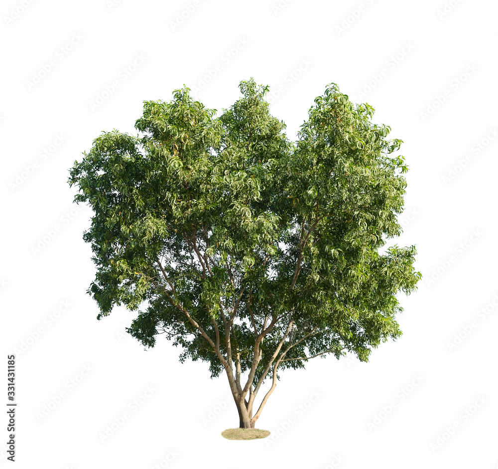 Tree isolated on white background Tree isolated on white background