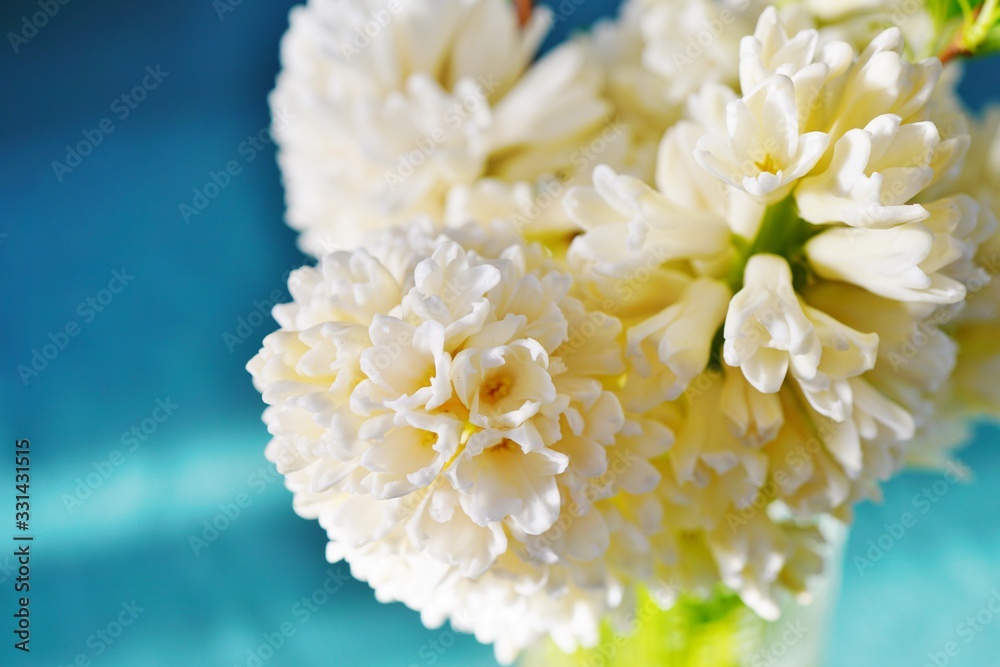 Bouquet of fragrant cream white hyacinth flowers in a vase Bouquet of fragrant cream white hyacinth flowers in a vase