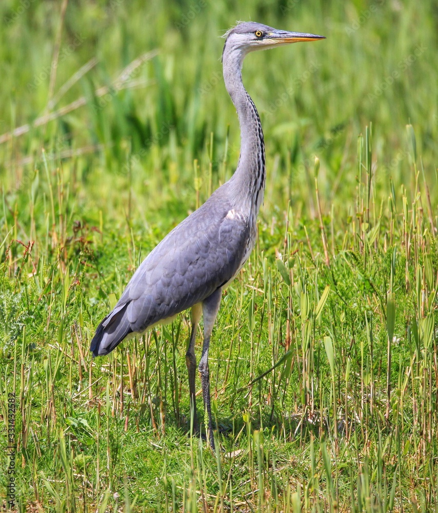 Fototapeta premium heron in habitat