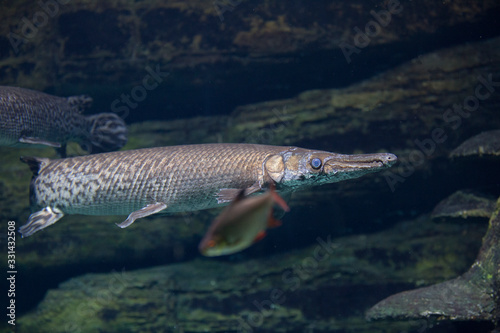 Close-up of longnose gar with bright blue eyes and long nose. Fish in an aquarium underwater.