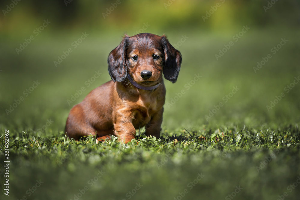 long haired dachshund puppy sitting on grass