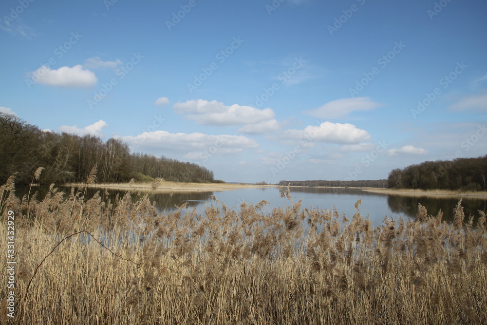 Forest swamp during springtime natural reserve