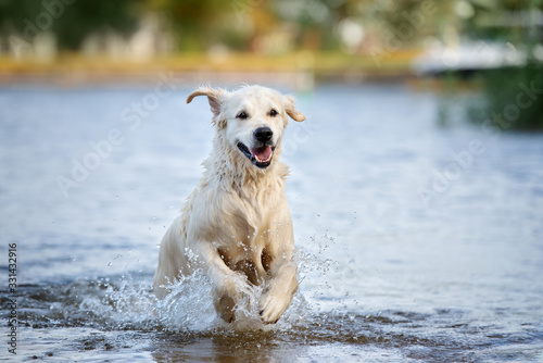 golden retriever dog running in the river