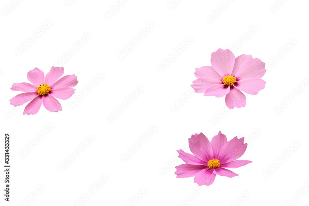 Beautiful three pink cosmos flower isolate on a white background. Beautiful three pink cosmos flower isolate on a white background.