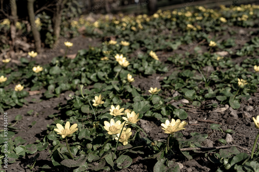 Glade with yellow flowers and green stems Glade with yellow flowers and green stems