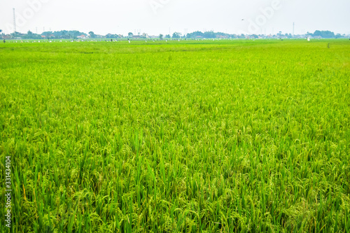 beautiful green rice fields nature photo background wallpaper