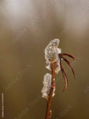 Pussy willow with frozen drops on a branch