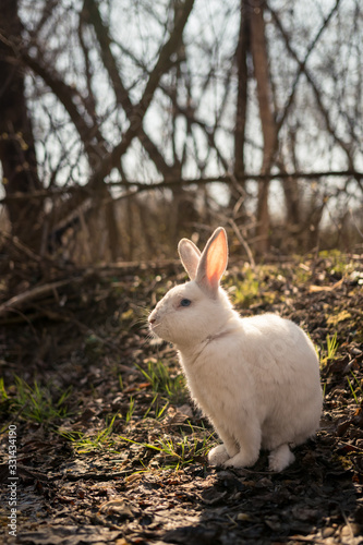 White rabbit in the forest