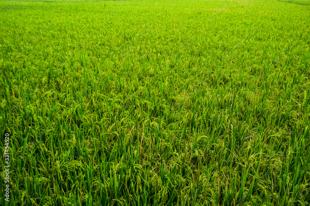 beautiful green rice fields nature photo background wallpaper