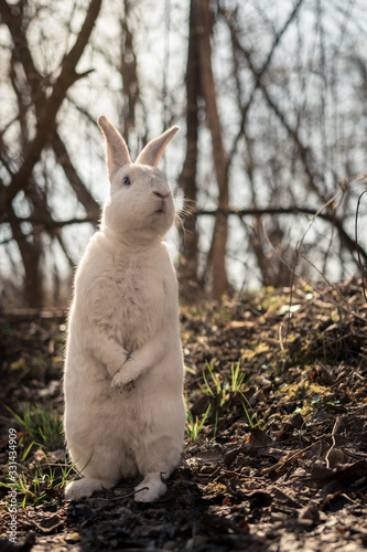 White rabbit in the forest