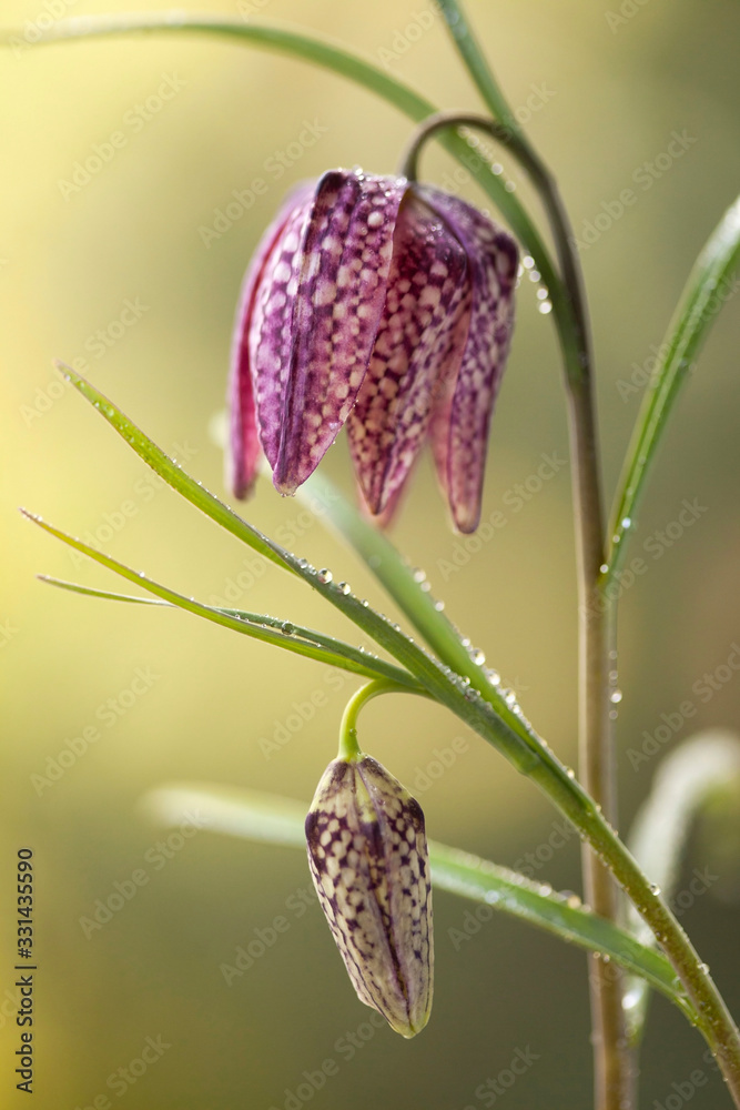 Szachownica kostkowata - Fritillaria meleagris - obrazy, fototapety, plakaty 