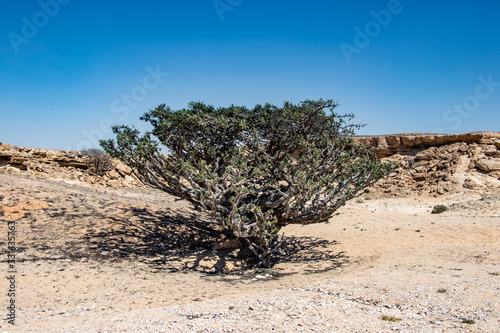 Natural Park of Frankincense Tree in Wadi Dawkah near Salalah Dhofar in Oman on Arabian Peninsula photo
