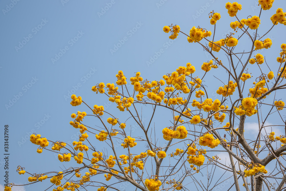yellow flowers blossom in spring time on sky background yellow flowers blossom in spring time on sky background