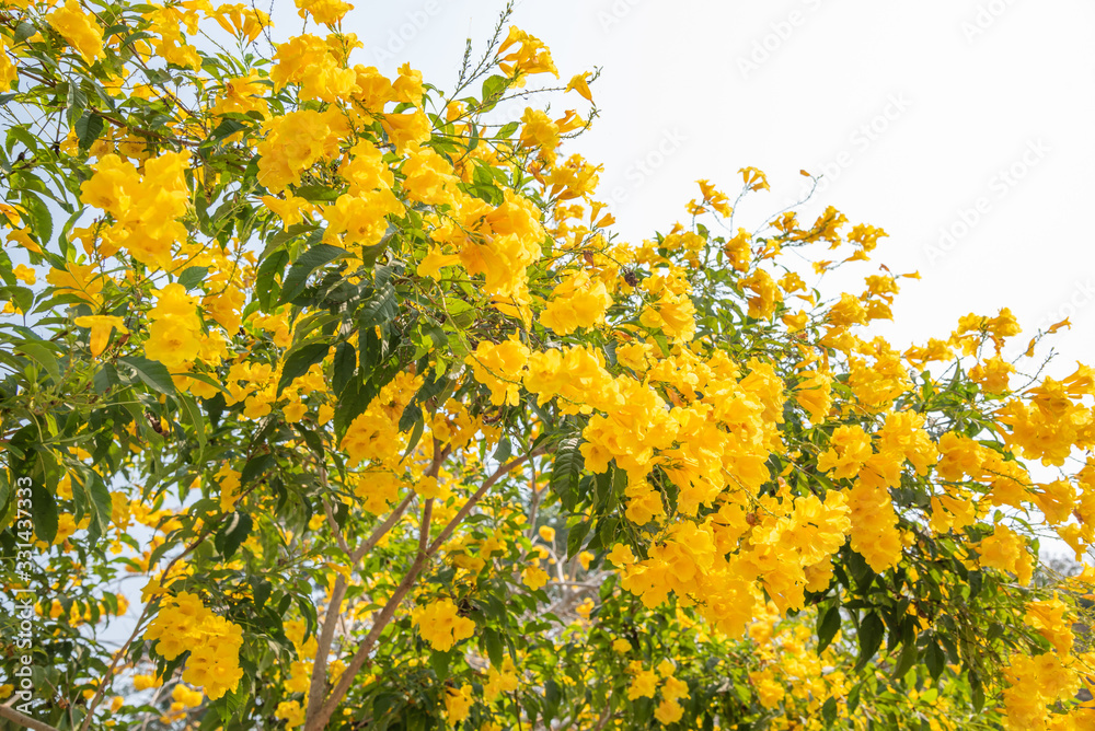 yellow flowers blossom in spring time on sky background yellow flowers blossom in spring time on sky background