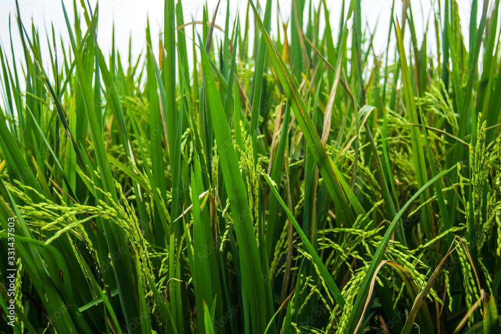 beautiful green rice fields nature photo background wallpaper beautiful green rice fields nature photo background wallpaper