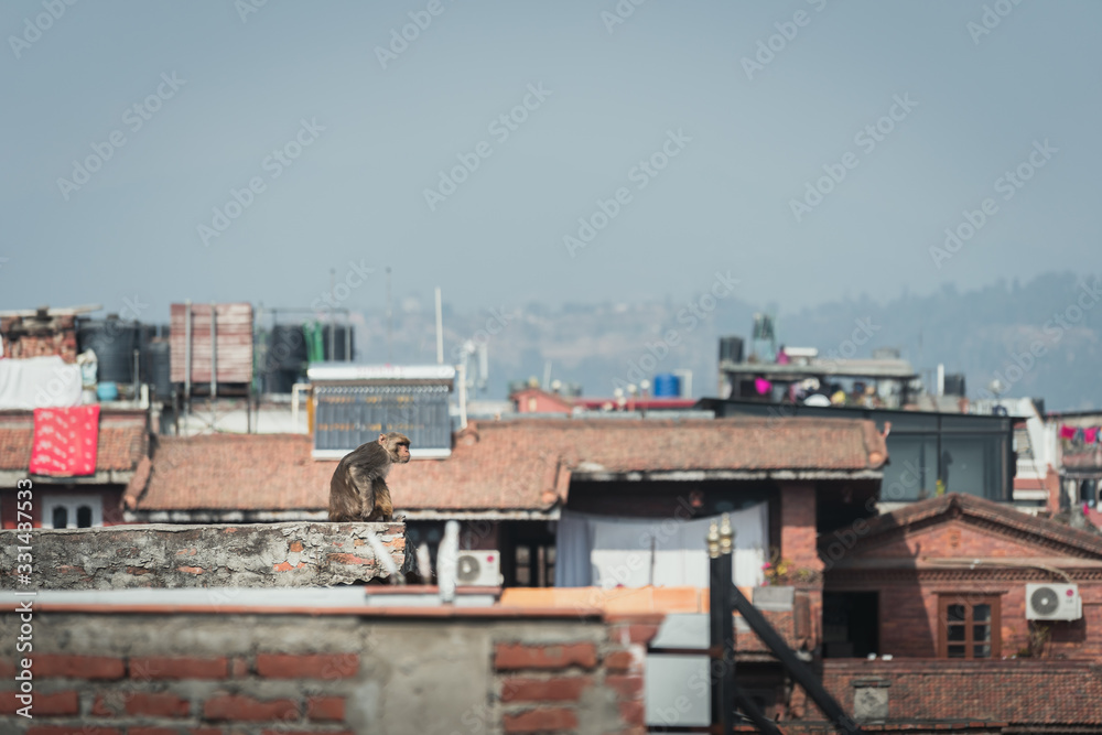 A monkey on the rooftops of Kathmandu, Nepal during a sunny day A monkey on the rooftops of Kathmandu, Nepal during a sunny day