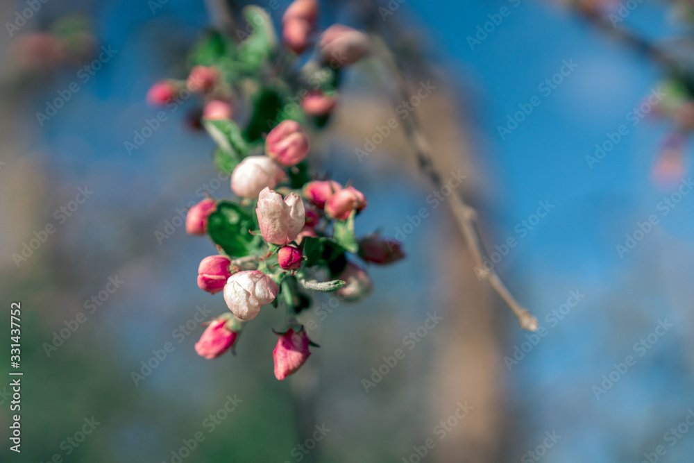 Pink apple tree blossoms and buds on a blurry nature background. Flowering branche of apple tree. Pink apple tree blossoms and buds on a blurry nature background. Flowering branche of apple tree.