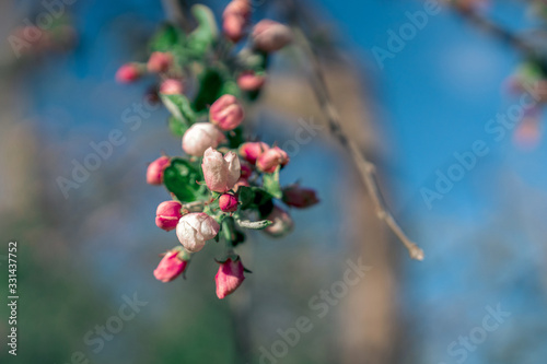Pink apple tree blossoms and buds on a blurry nature background. Flowering branche of apple tree.