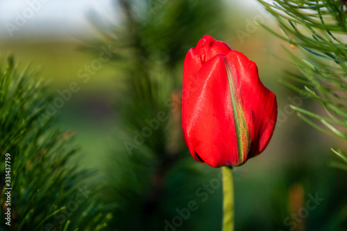 Lonely red tulip in blurry nature background. Romantic spring evening in countryside.