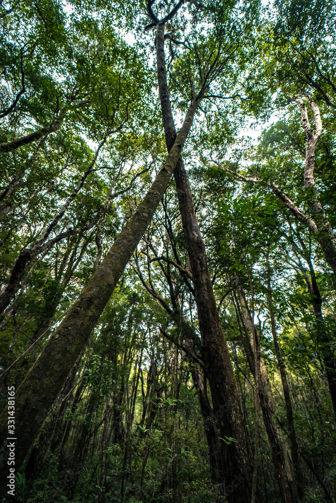 Beautiful image from below of two crossed leafy trees in Wilkie Lake taken on a cloudy winter day, New Zealand