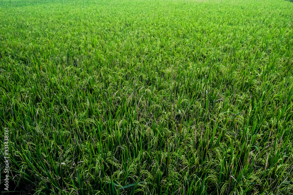 beautiful green rice fields nature photo background wallpaper beautiful green rice fields nature photo background wallpaper