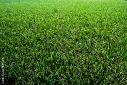 beautiful green rice fields nature photo background wallpaper