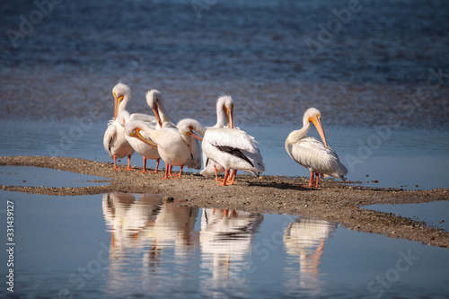 White pelican bird Pelecanus erythrorhynchos in a marsh photo