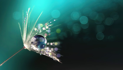 Beautiful shiny dew water drop on dandelion seed in nature. Close-up macro. Sparkling bokeh. Dark blue green background.