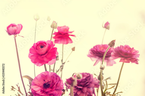 light pink persian buttercup flowers Ranunculus