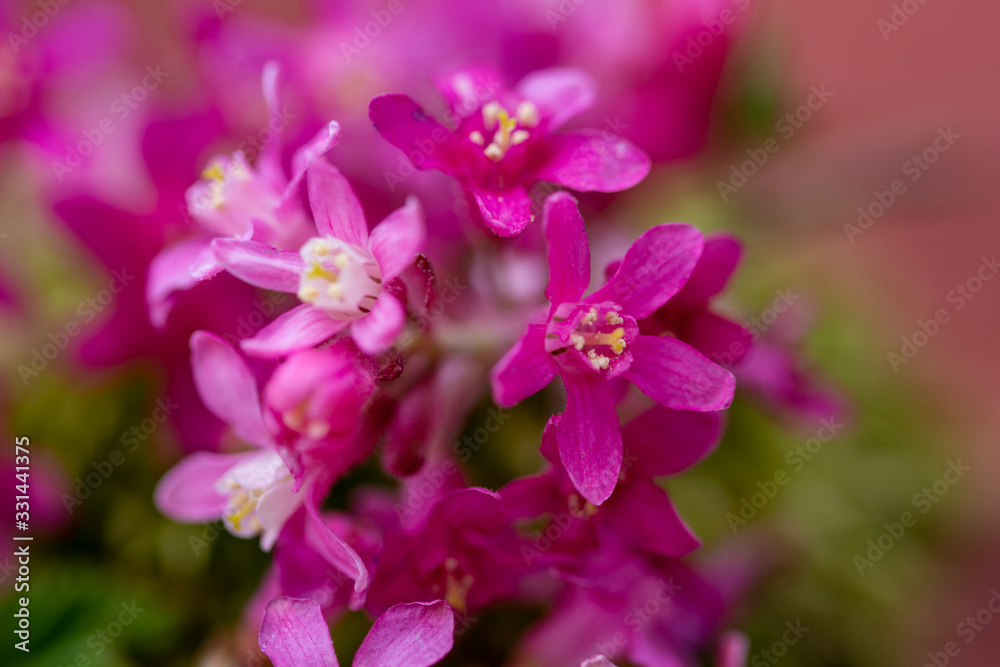 close up of the pink flower bougainvillea-genus, bokeh efeect and selective focus.