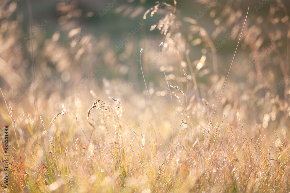 Obraz premium Złoty wieczór na łące, tła wiejskie lato